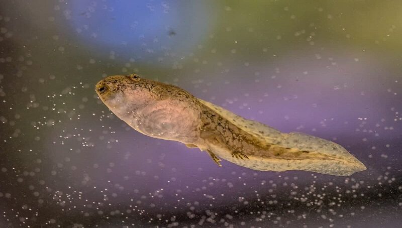 Tadpole Diet