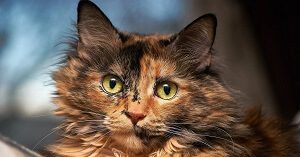 Tortoiseshell Cat Health Problems