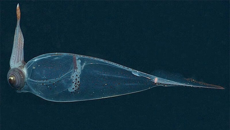 Transparent Squid