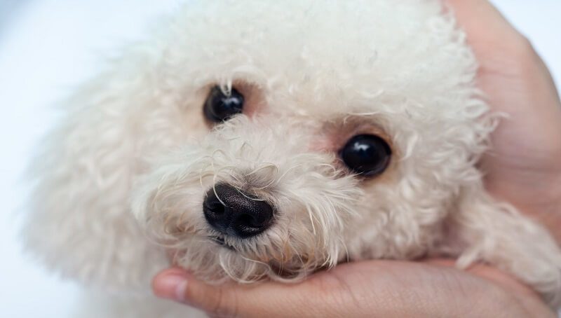 How To Use Tylan Powder on Your Pets? 4 Tylan Powder for Pets