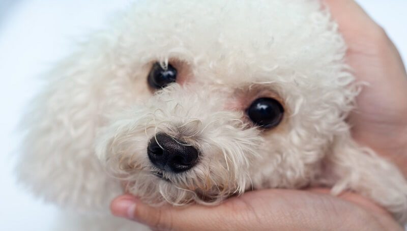How To Use Tylan Powder on Your Pets? 2 Tylan Powder for Pets