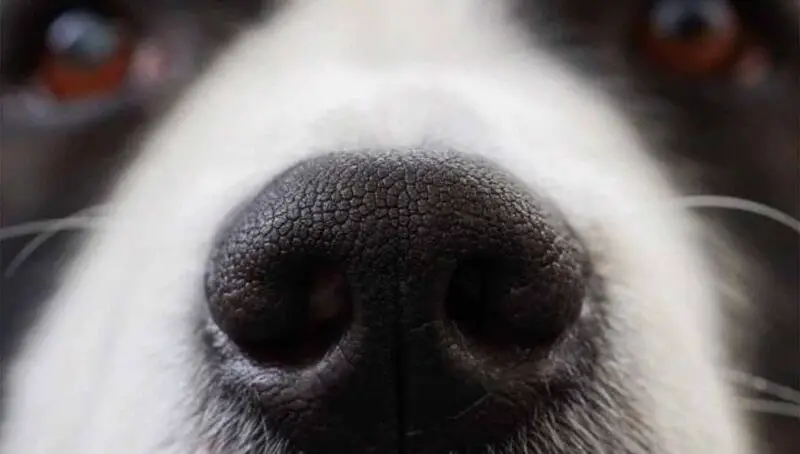 Warm Dog Nose