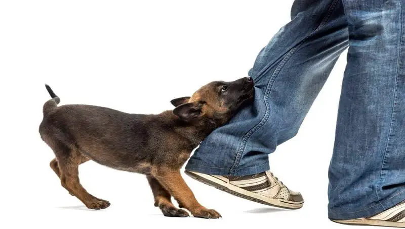 When Should Puppies Stop Biting? 2 When do Dogs Stop Biting