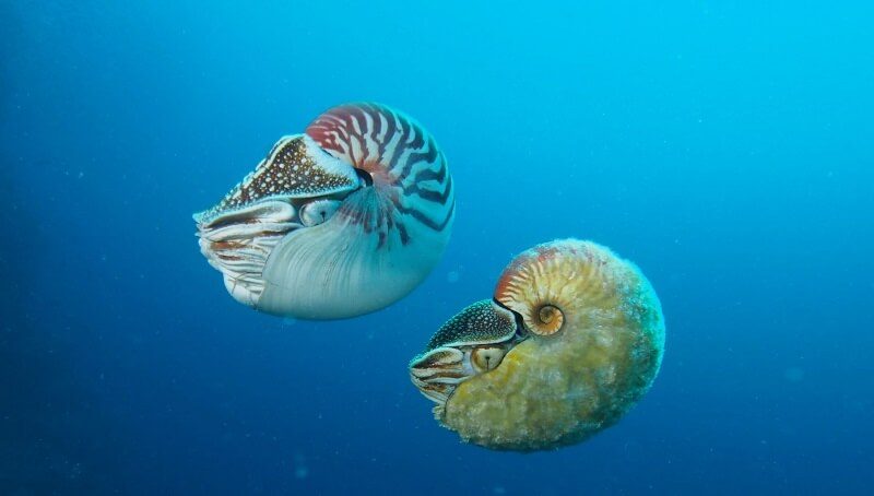 Rarest Animal in The World 3 Allonautilus scrobiculatus The Rarest Animal