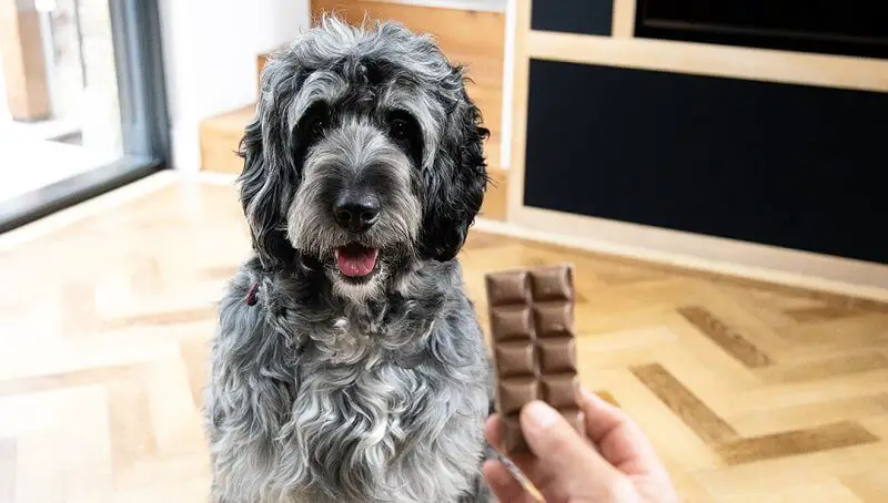 Can dogs eat chocolate