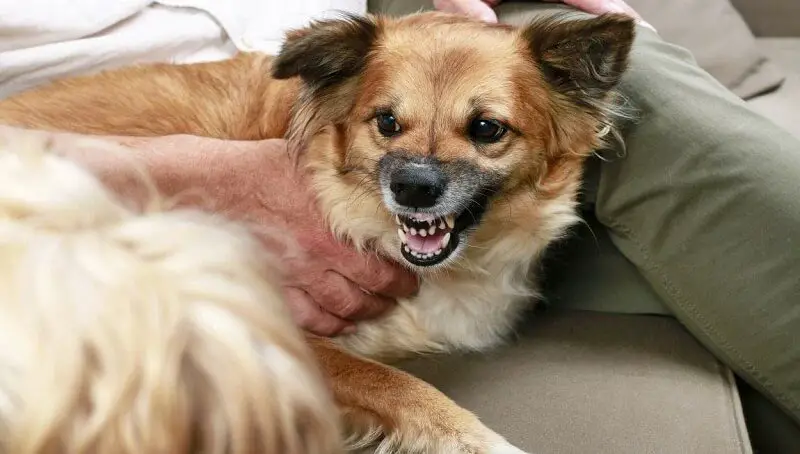 Reasons Why Your Dog Doesn't Seem To Like You Anymore 2 Dog hates me