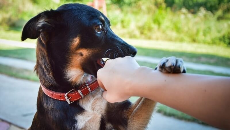 Dog Nibbling Hand