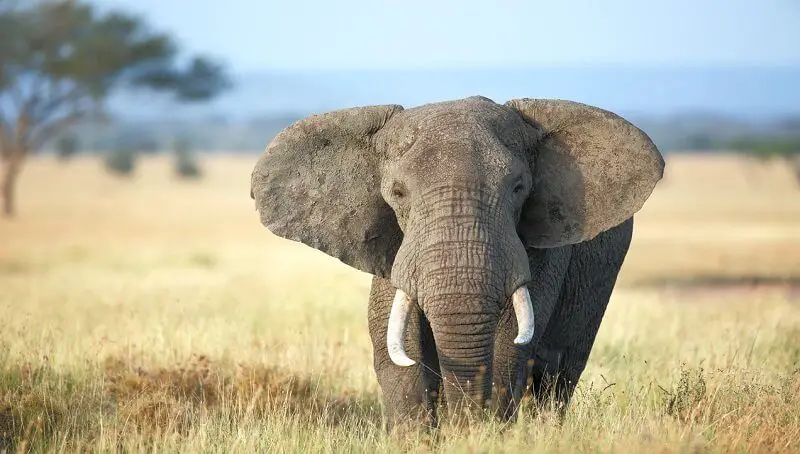Interesting Facts About The African Elephant 4 African Elephant