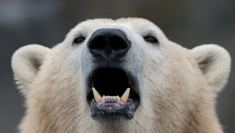 Are Polar Bears Dangerous