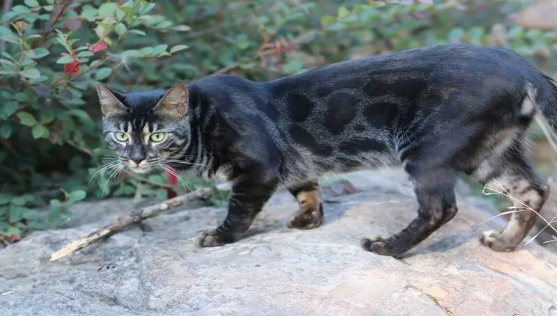 Black Bengal Cat