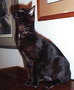 Black Bengal Pet Cat