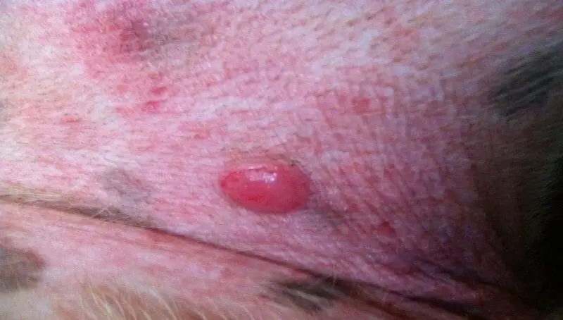 Blood Blister on Dog