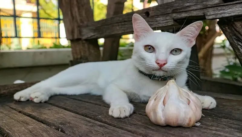 Can Cats Eat Garlic? 4 Can Cats Eat Garlic?
