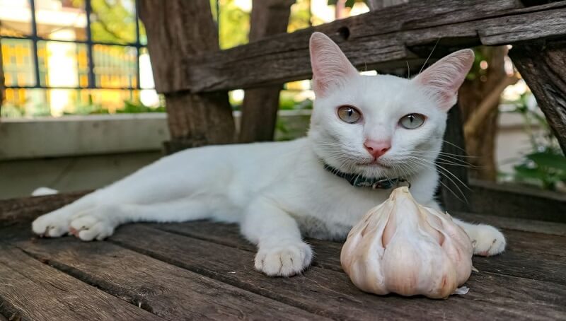Can Cats Eat Garlic?