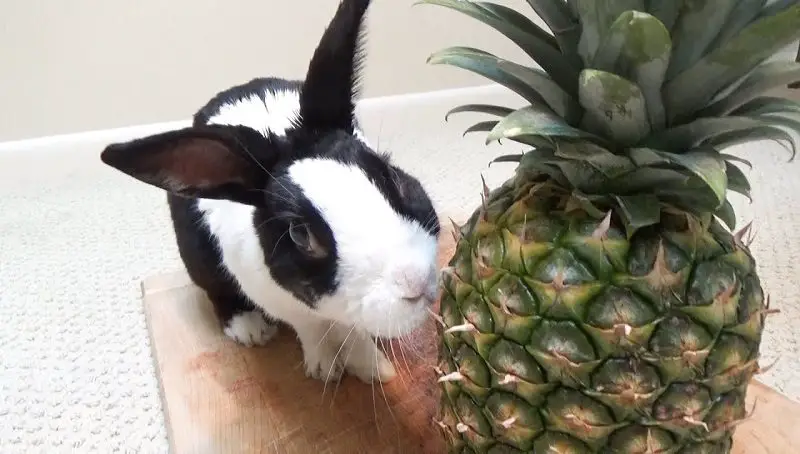 Can Rabbits Eat Pineapple?