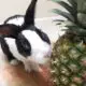 Can Rabbits Eat Pineapple?