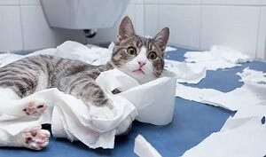 Cat Destroying Paper
