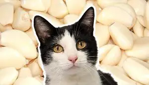 Cat eating garlic