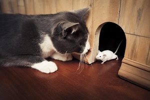 Cat Hunting Mouse