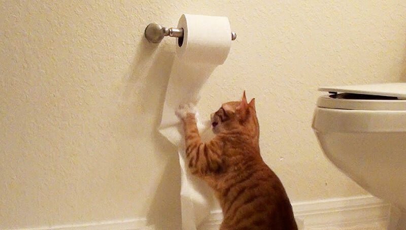 Cat Playing With Toilet Paper