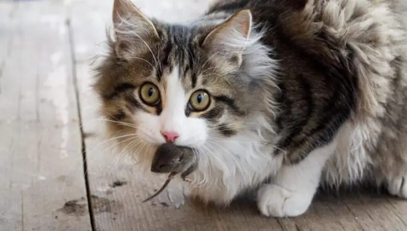 Do cats eat mice? 2 Cat With Mouse