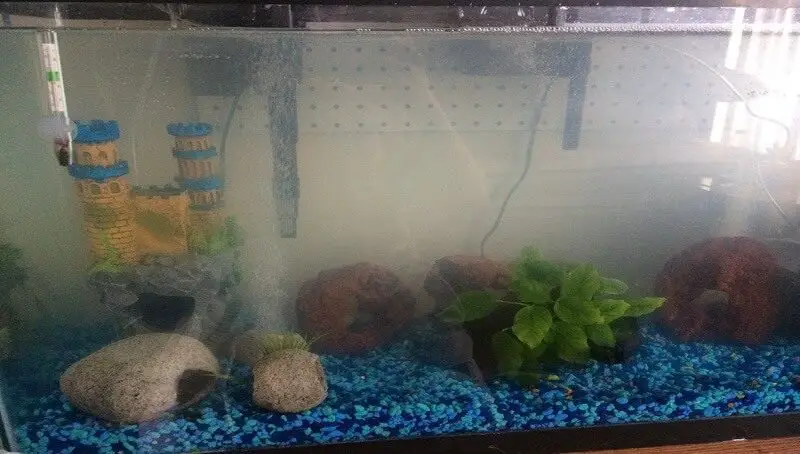 Cloudy Tank Water