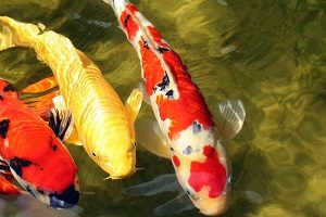 Colored Koi Fish