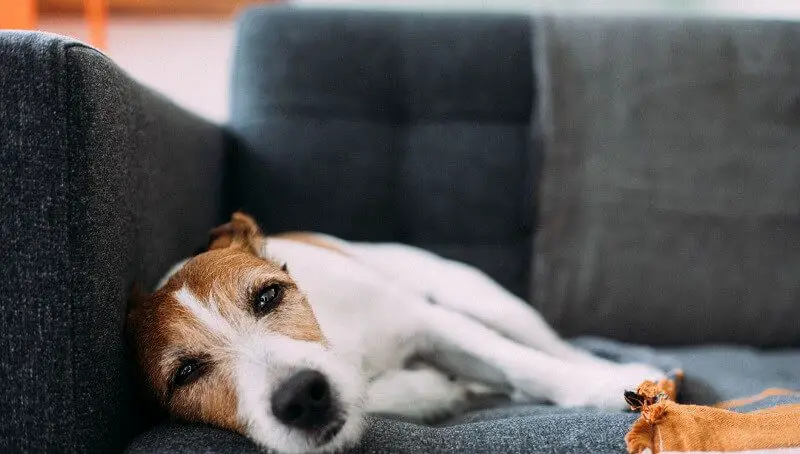 Why is My Dog Acting Drunk and Wobbly? 3 Dizzy Dog