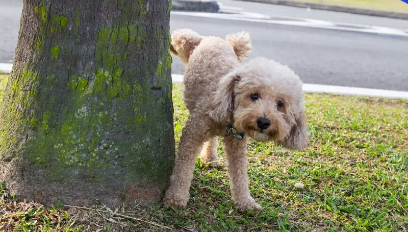 Dog Can t Urinate