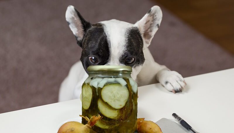 Dog Eating Dill Pickles