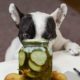 Dog Eating Dill Pickles