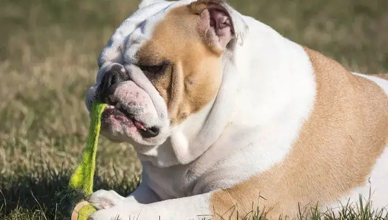 Dog Eating Sock