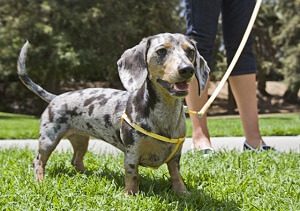 Dog Having a Hard Time Peeing