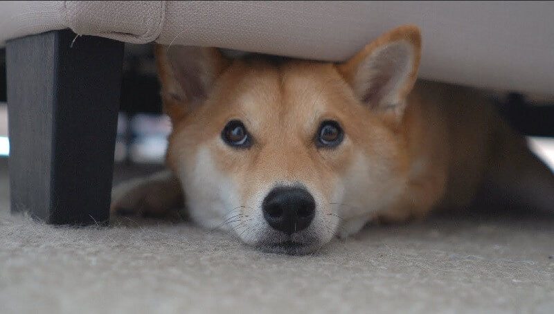 Dog Hiding Under the Bed