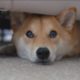 Dog Hiding Under the Bed