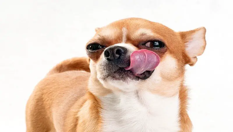 Why Is My Dog Constantly Swallowing Saliva and Licking His Lips? 4 Dog Licking Lips Excessively