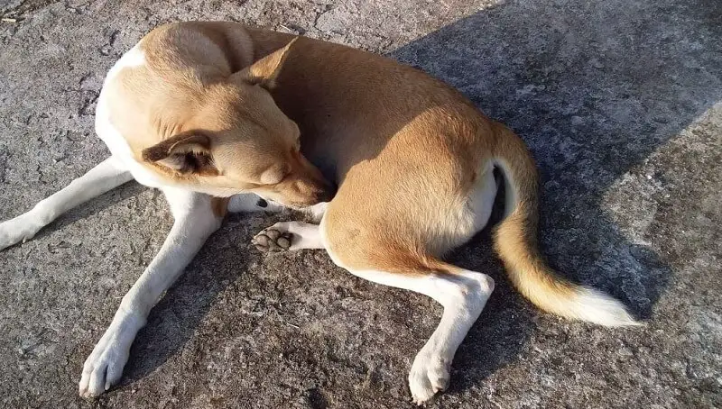 Why a Dog Won’t Stop Licking His Private Parts 3 Dog Licking Private Parts