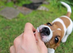 Dog Nibbling or Cobbing