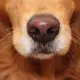 Dog Nose Depigmentated