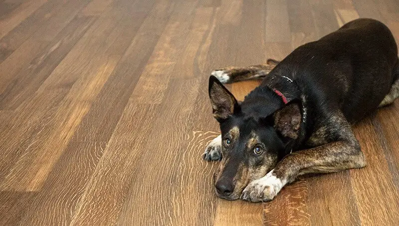 Dog Scratching the Floor