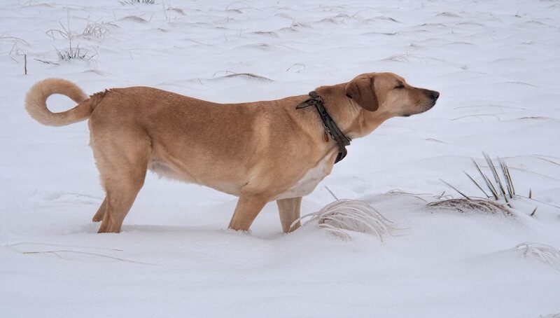 Dog Sniffing Air