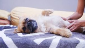 Dog Stomach Illnesses