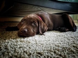 Dog Under the Bed