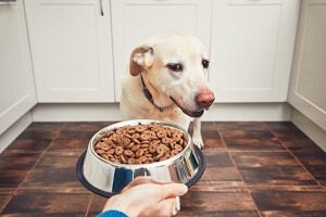 Dog Won't Eat Food From Bowl