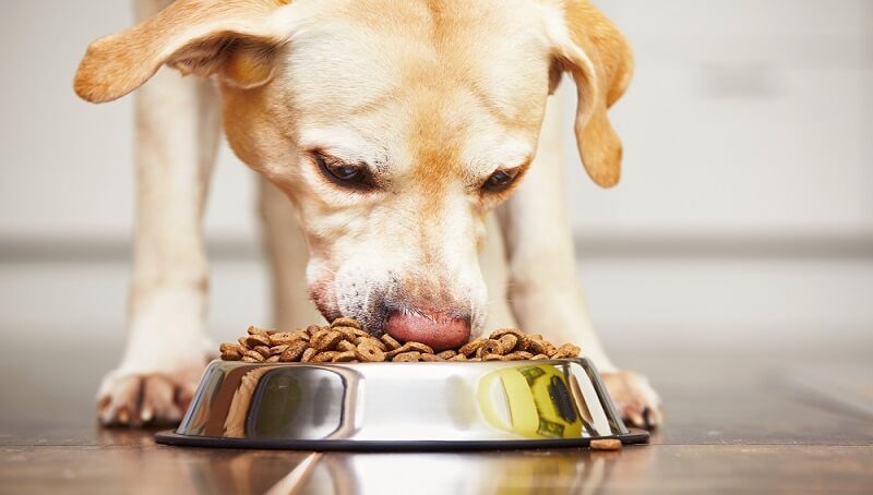 Reasons Why a Dog isn’t Eating but Still Acting Normal 3 Dog Won't Eat