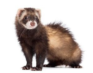 Ferret Pet