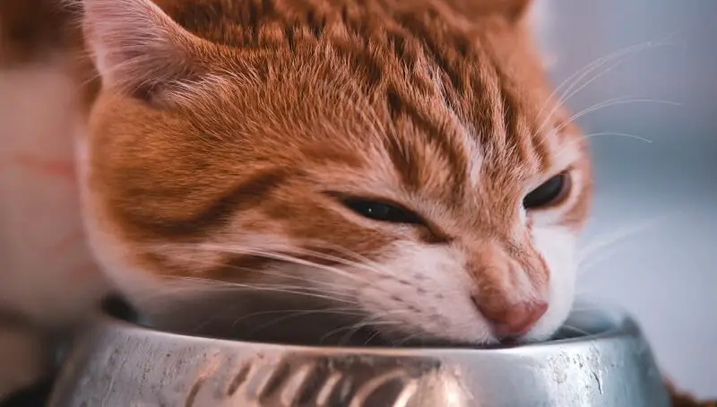 Foods Your Cat Shouldn't Eat