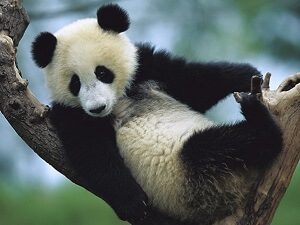 Giant Panda