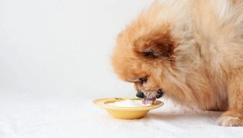 How Much Yogurt can a Dog Eat