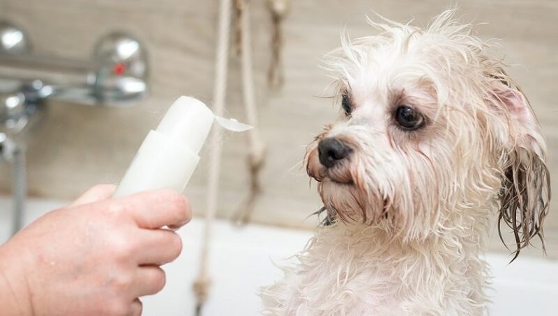 Human Shampoo on Dogs